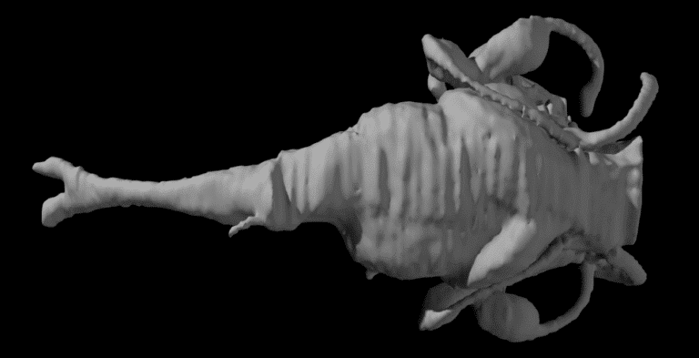 The result of a 3D scan of the inside a fossilised primitive fish's (Kentuckia deani MCZ 8361) brain case. This image is known as an 'endocast'.
