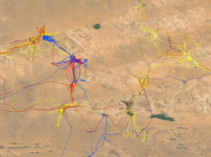 Satellite imagery overlain with the GPS tracks of 11 elephants (one colour per elephant). The top image shows the migration route divided into concentration areas linked by movement corridors. The bend in the river Niger can be seen at the top of the image and the Bandiagara escarpment in the lower left. The bottom image is a close-up of the area enclosed by the white rectangle in the top image. It shows how elephants spend most of their time in the forests surrounding water-holes and lakes, moving rapidly between them.