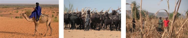 A series of images showing people - on camel back, their herds of livestock, and amongst crops