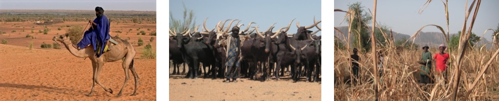 Protecting Elephants Protecting Humans Oxford Sparks