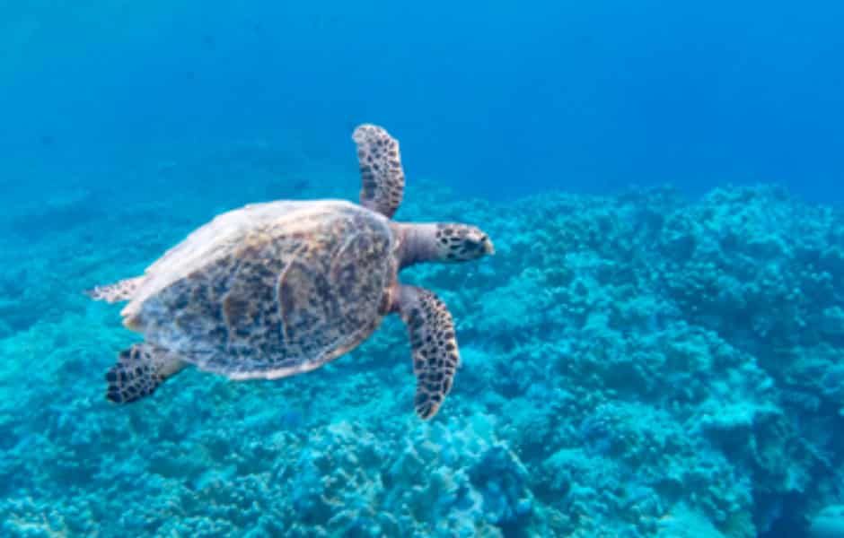 Sea Turtle