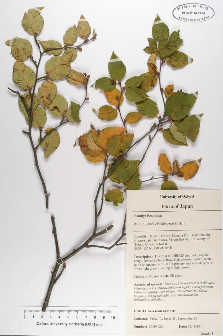 Betula chichibuensis herbarium specimen