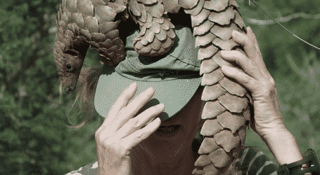 Pangolin Thumnail