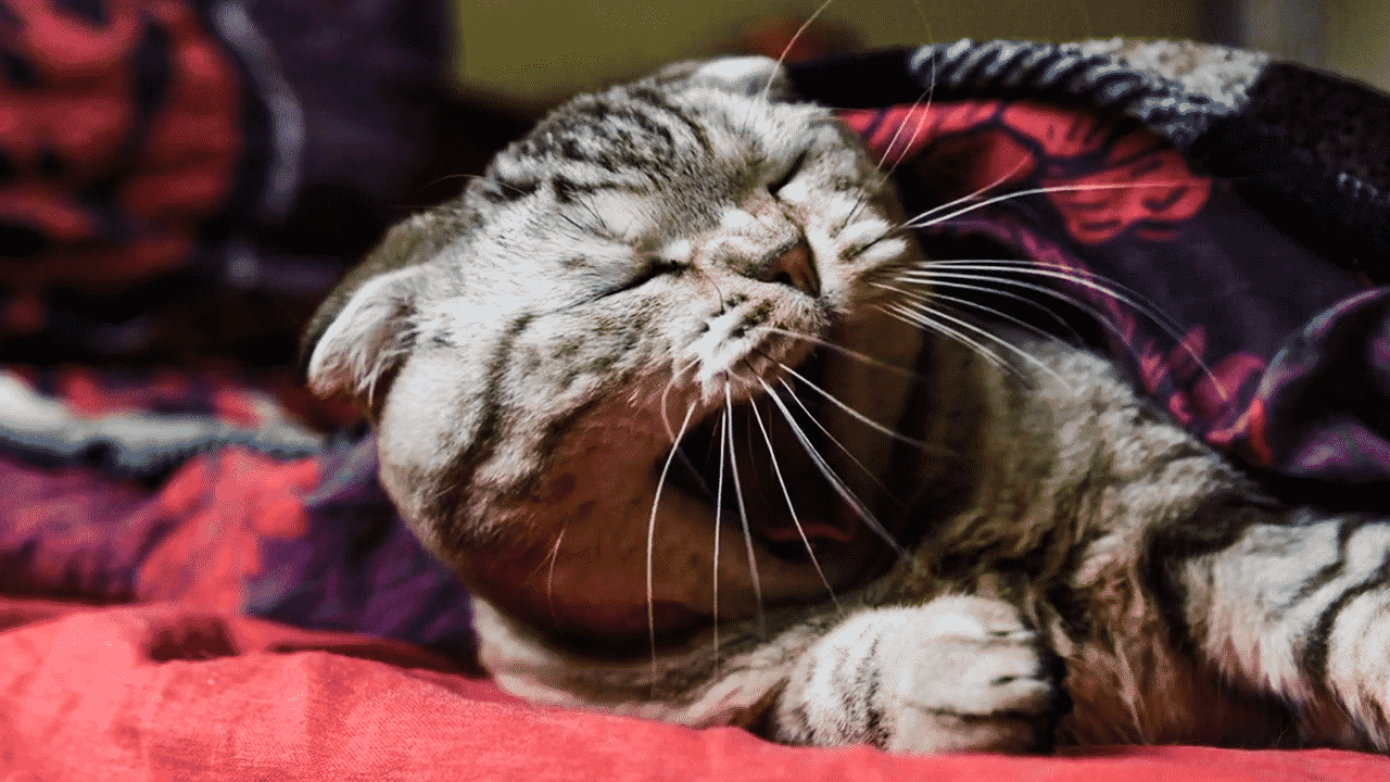 Why do I feel sleepy in winter? Yawning cat.