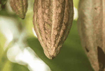 Cocoa Pod