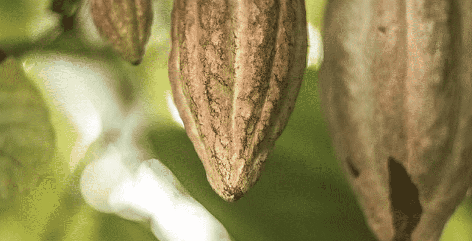 Cocoa Pod