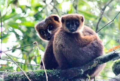 Two lemurs hugging. Feature image for podcast episode "Why should we cuddle?"
