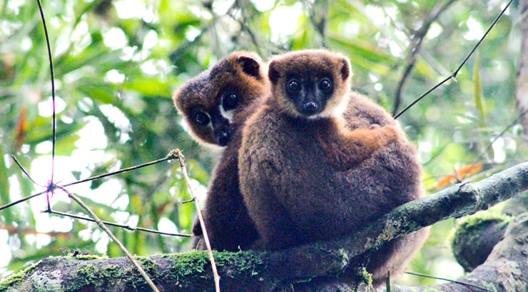 Two lemurs hugging. Feature image for podcast episode "Why should we cuddle?"