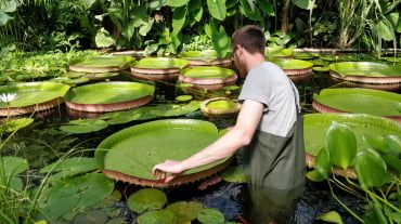 Man in pool with giant Amazonian waterlilly leaf