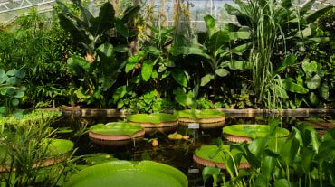 Giant Amazonian waterlilies at Oxford Botanic Garden Waterlily House