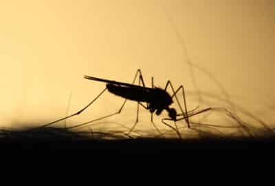 Mosquito silhouette - featured image for podcast episode "How do you monitor mosquitoes using their sound?"