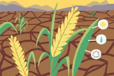 Cartoon of crops growing in a dry field. Featured image for the animation "Hardy Crops to Tackle Food Insecurity".