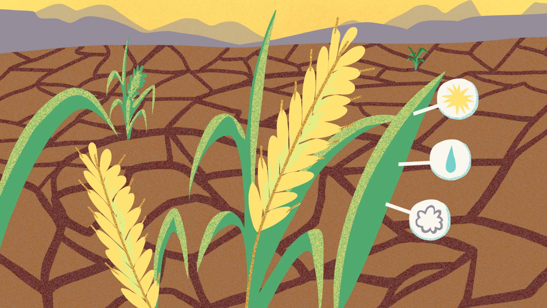 Cartoon of crops growing in a dry field. Featured image for the animation "Hardy Crops to Tackle Food Insecurity".