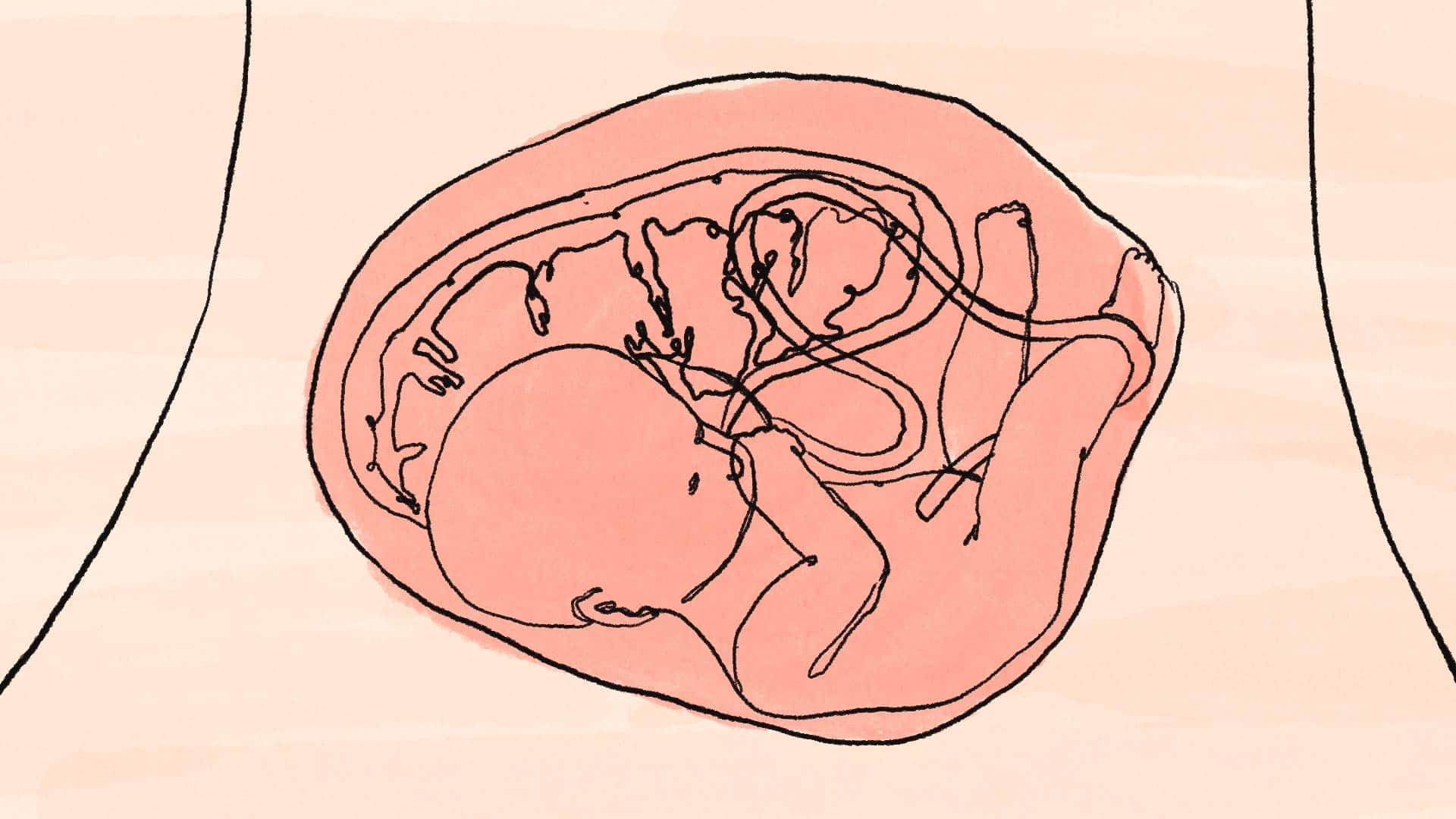 Drawing of a baby in the womb. Featured image for animation "How do unborn babies and mothers communicate via the placenta?"