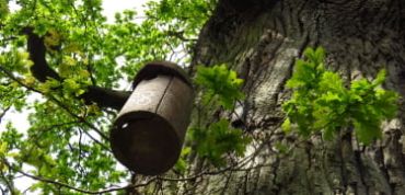 Nest box on an Oak at Wytham