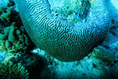 The Chagos Brain Coral