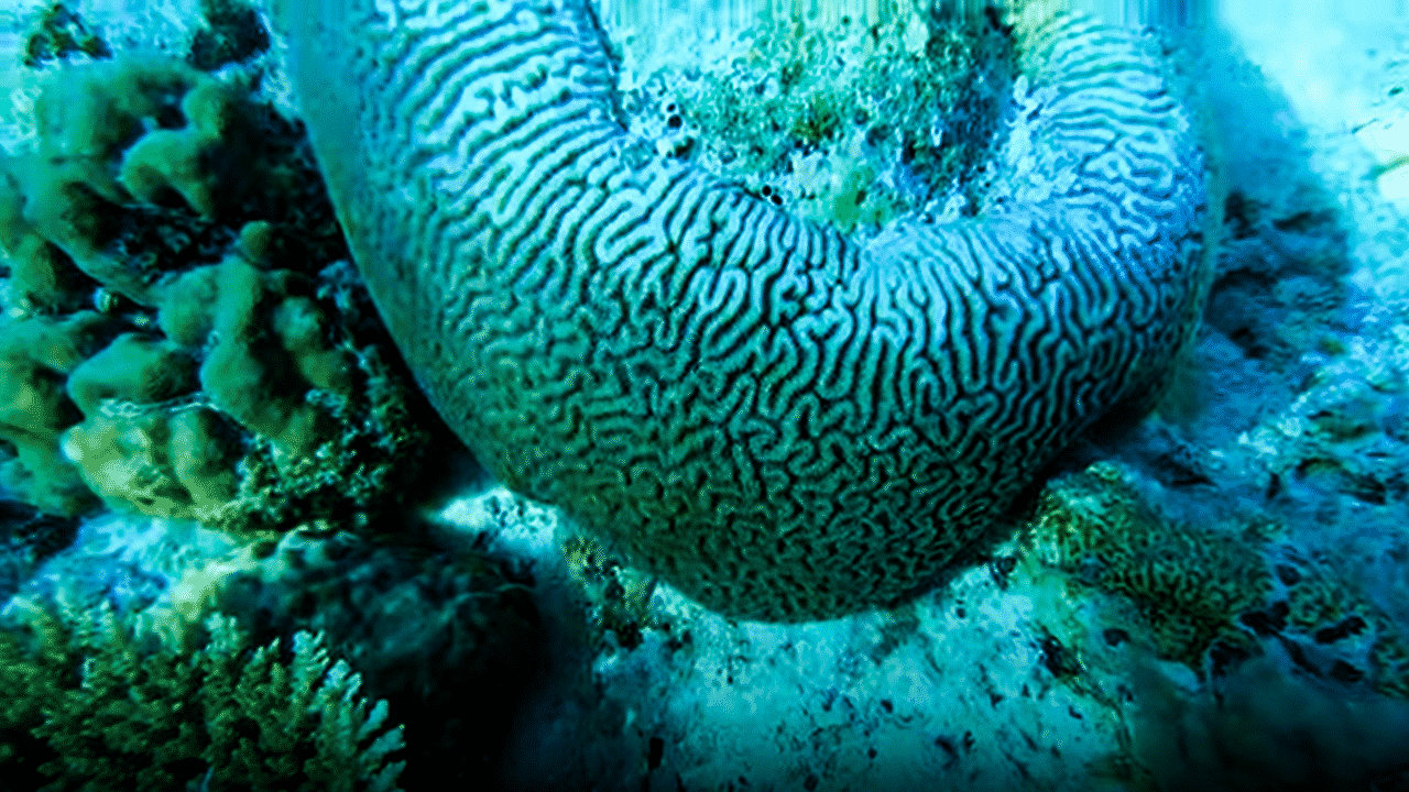 The Chagos Brain Coral