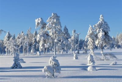 Snowy trees in Lapland.