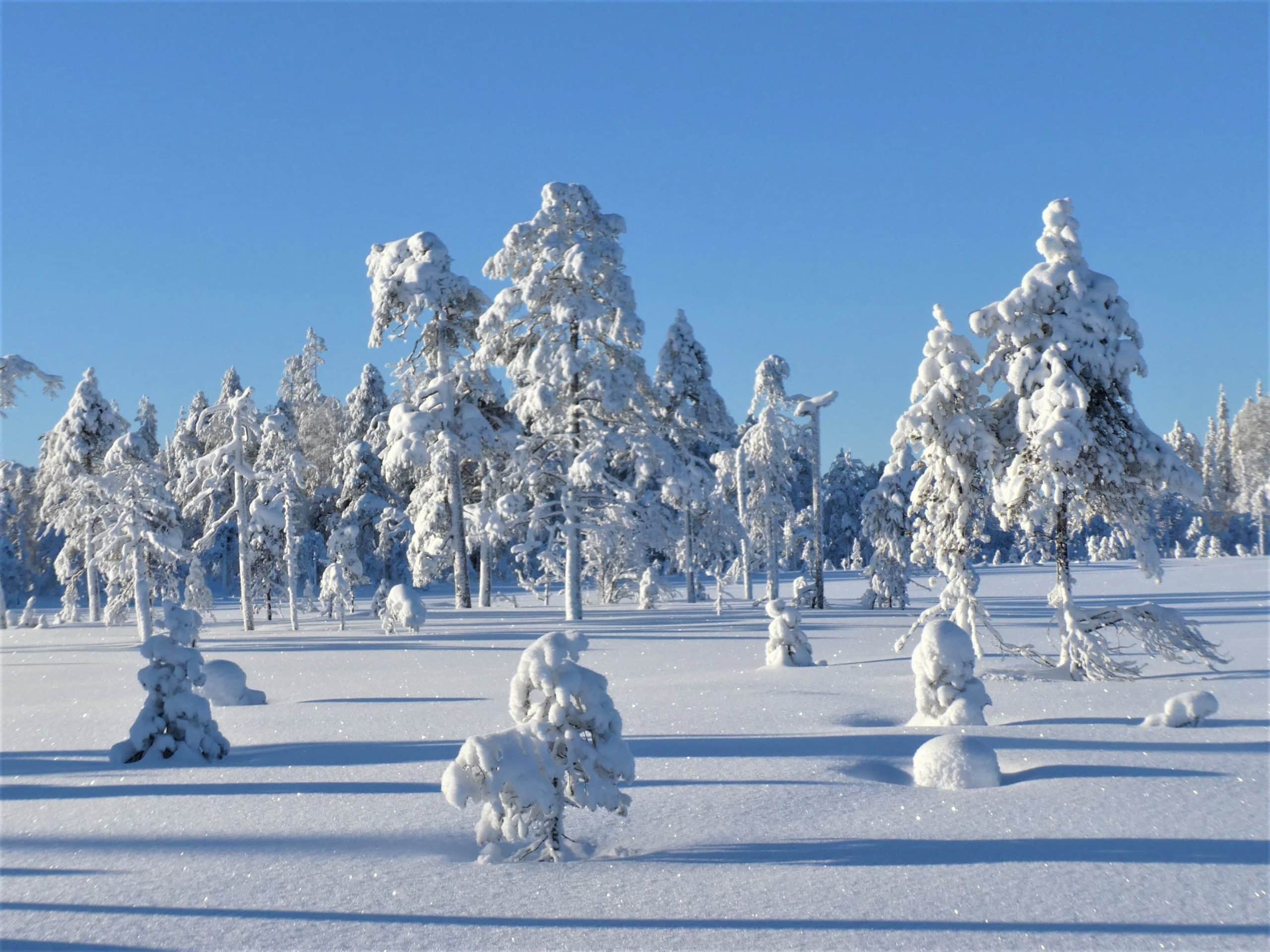 Snowy trees in Lapland.