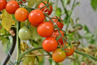 Tomatoes on the vine; image for podcast episode "How do you grow the perfect tomato?"