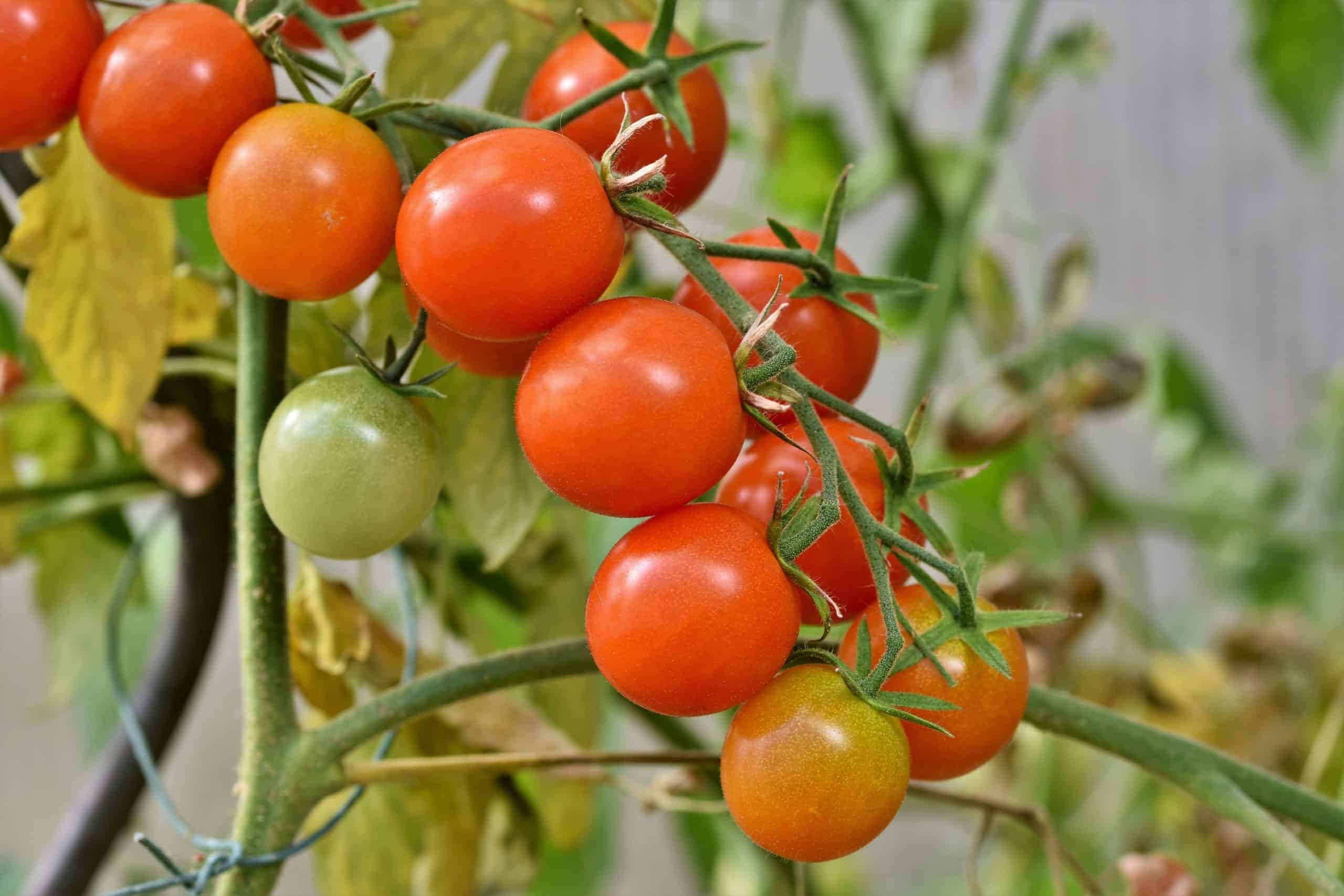 Tomatoes on the vine; image for podcast episode "How do you grow the perfect tomato?"