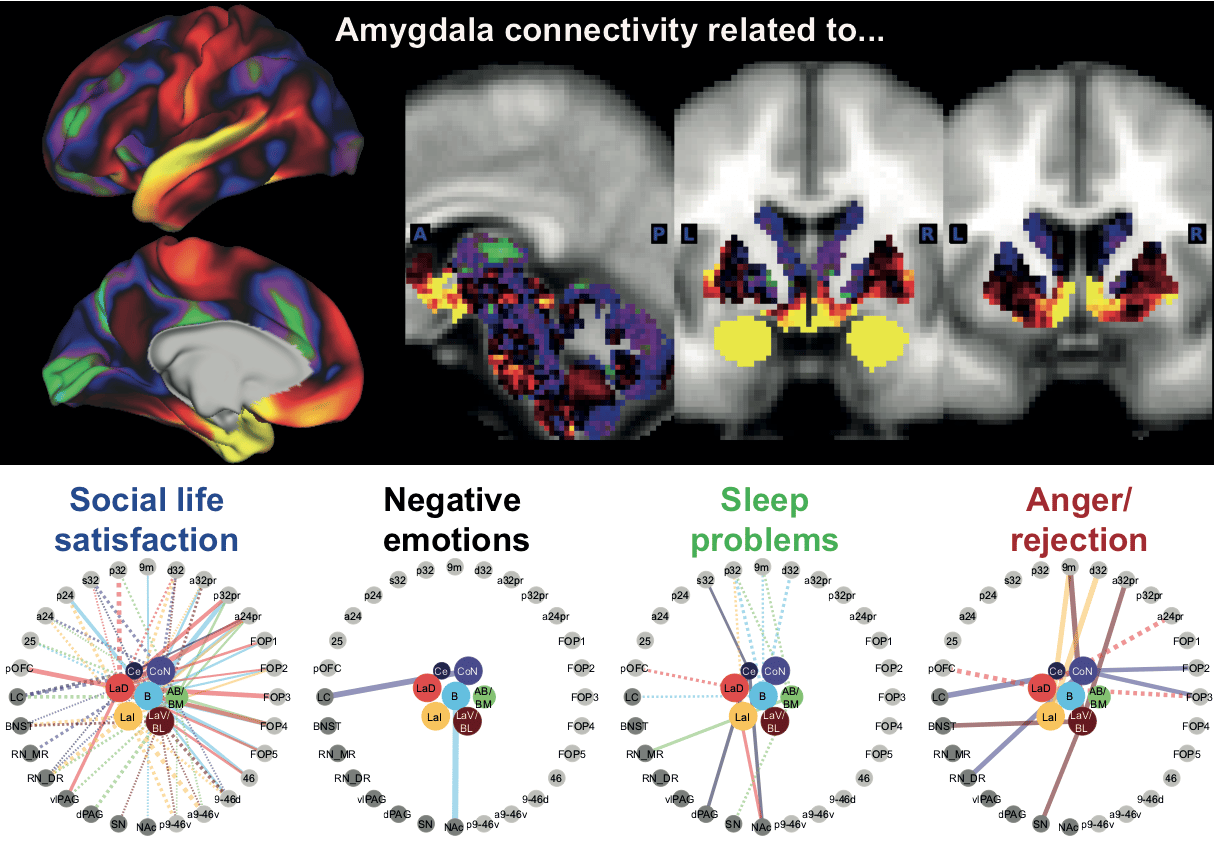 Miriam Klein-Flugge, Brain circuits and wellbeing