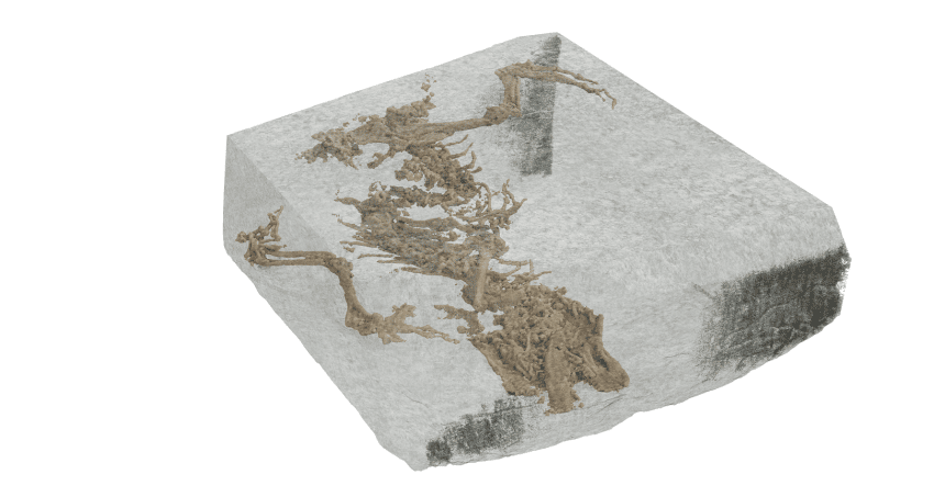Digital image of the fossil of Bellairsia gracilis inside the rock, as revealed using microCT scan data. Digital render by Matthew Humpage/NorthernRogue.