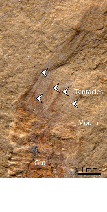 Close up photograph of the mouth region of Gangtoucunia aspera showing the tentacles that would have been used to capture prey. Image credit: Luke Parry and Guangxu Zhang.