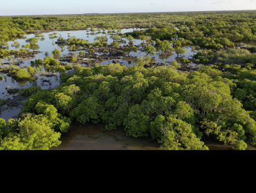 Aldabra atoll Mangrove System. Image credit: Seychelles Islands Foundation.