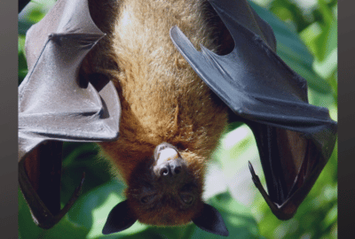 A bat hangs upside down.