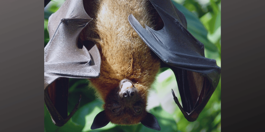 A bat hangs upside down.