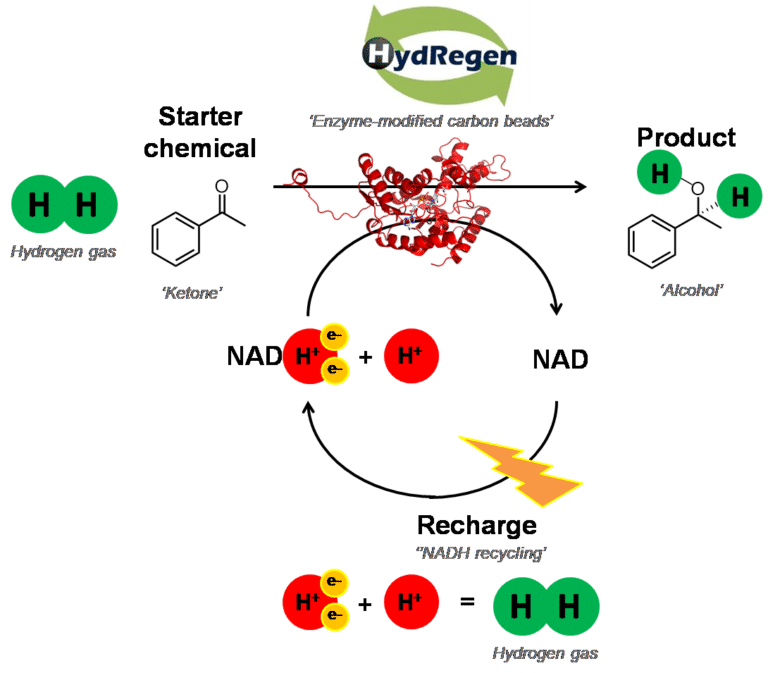 Diagram showing HydRegen reaction - uses enzyme-modified beads, and uses hydrogen gas to recharge NAD to create NADPH needed by the enzyme of the reaction to create the product.
