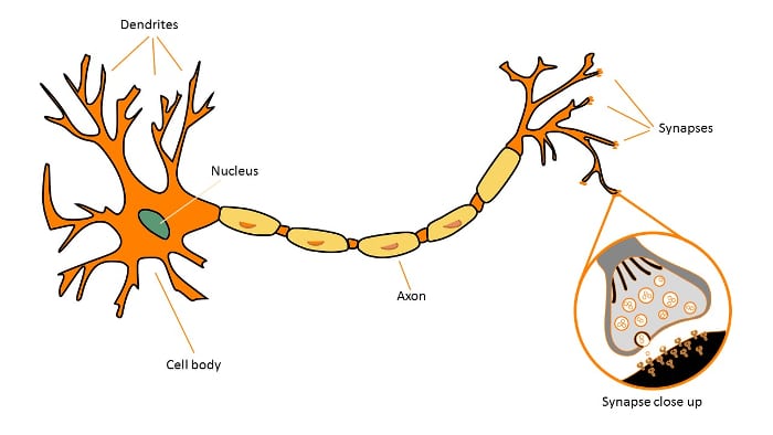 A diagram of a nerve cell - the body of the cell is at one end, with a long tail which ends with synapses at the end - there is a close up of the synapse showing that capsules with chemicals release at the synapse surface, and receptors on the surface of the receiving cell can bind to these chemicals
