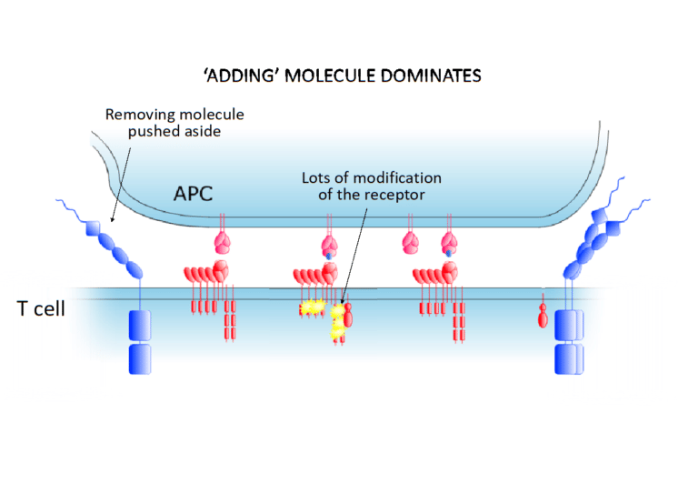 Graphic showing T Cell receptors with lots of modifications and binding to other cell receptors