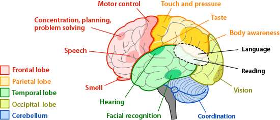 Diagram showing the different regions of the brain, and what they're responsible for - planning and reasoning are separate from hearing and facial recognition for example.