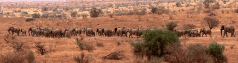 A photograph of a herd of elephants moving through dry terrain