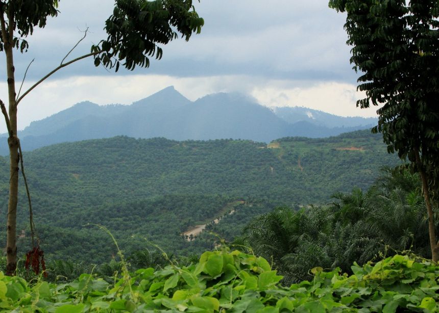 Rainforest in Borneo. Credit: Zoe G Davies