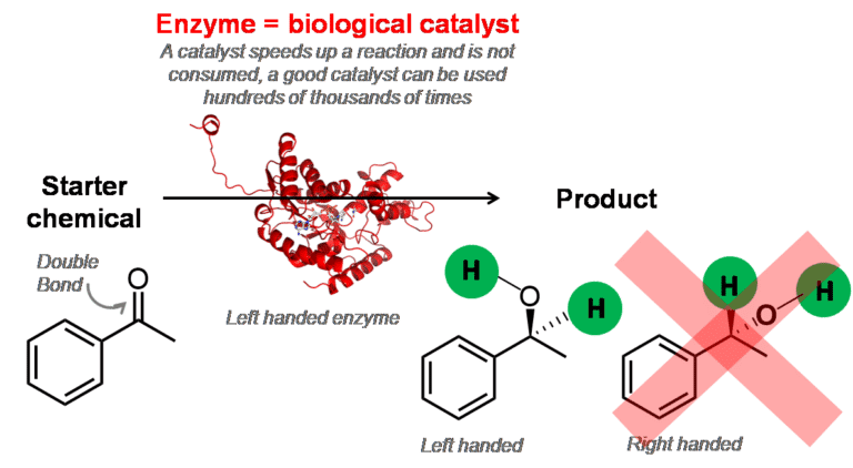 Diagram showing how enzymes = biological catalyst. Starting molecule is converted to a product. The enzyme is left handed and so only produces left-handed product, not right handed product. Reads A catalyst speeds up a reaction and is not consumed, a good catalyst can be used hundreds of thousands of times