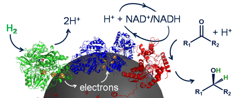 Detailed diagram: The HydRegen systems uses very specialised enzymes, immobilised on a carbon bead. The first enzyme, hydrogenase (green) can rip hydrogen gas (H2) apart forming protons and electrons. The enzyme has a ‘wire’ of metal clusters which means the electrons can be transported into the carbon bead. The next enzyme, NAD+ reductase (blue) can collect these electrons, along with a proton from solution and use them to recharge NAD to make NADH. Then the NADH-dependent enzyme can use the NADH for a desirable reaction! 