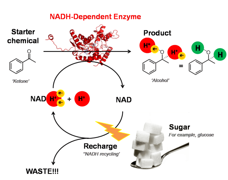 diagram showing how NADPH requires addition of sugar (for example glucose) to recharge to be used as part of an enzyme catalysed reaction