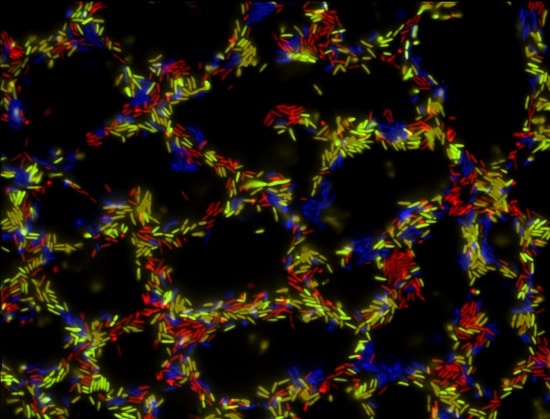 Four bacterial strains growing together in a dense biofilm community. 