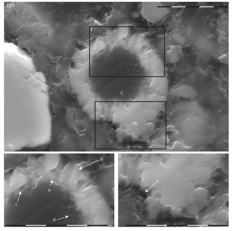 SEM images of a phosphate rich fossil micro organism, the scale bar is 5 microns, about 1/4th the width of a human hair