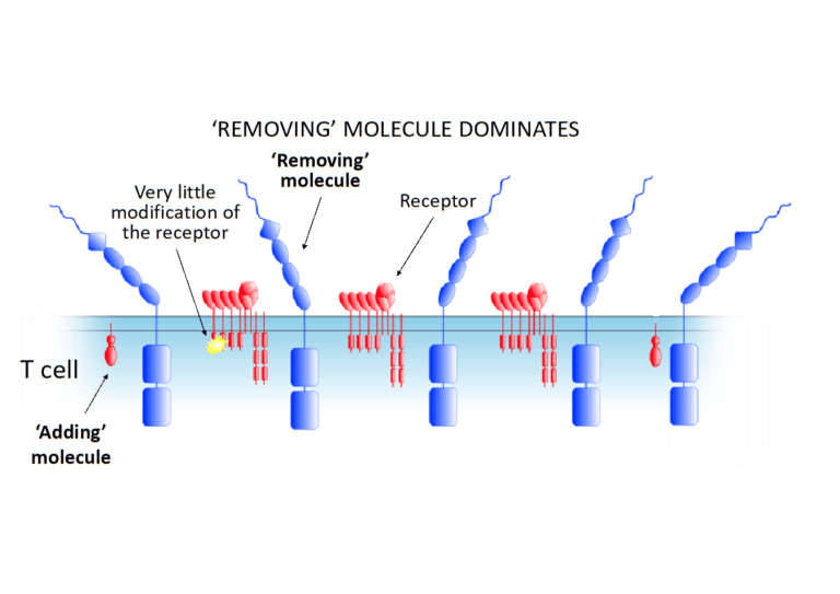 A graphic of receptors with and without modifications