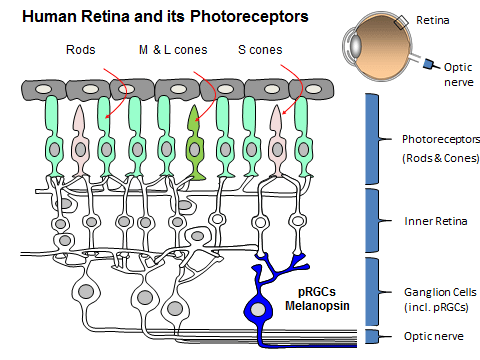 This image shows the cells in the retina. The rods and cones are image-forming cells. Rods are specialised for detecting motion and night-time or scotopic vision. There are around 120-million rod cells in the eye. The cones are responsible for colour and high-resolution viewing. Different types of cone are specialised for light of different wavelengths, with some responding to long and medium wavelengths (L & M cones), and others to short wavelength light (S scones). The photoreceptive ganglion cells are non-image forming and respond to light intensity, due to the presence of pigment called melanopsin. It is through these cells that our biological clock keeps time with the external world, by interpreting changes in light over periods of time.