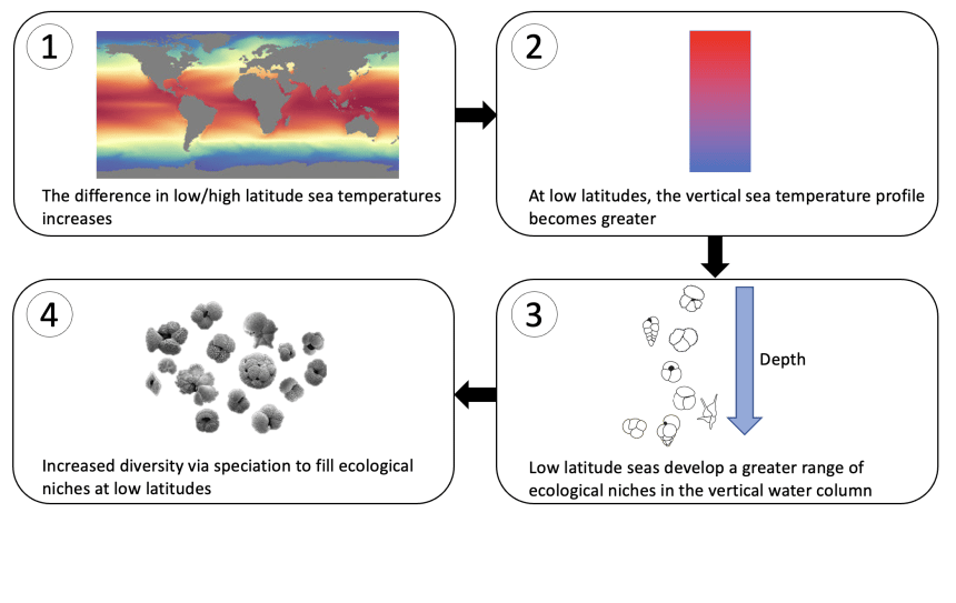 As sea surface temperatures rose, planktonic foraminifera began to show a latitudinal diversity gradient, with species peaking in the tropics.