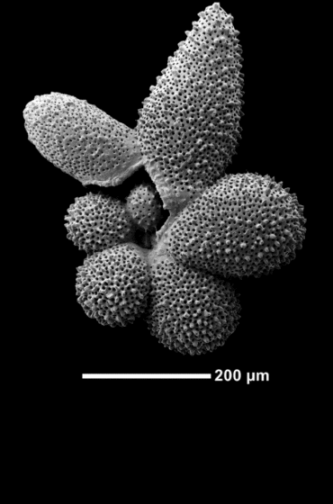 A scanning electron microscope image of the shell of the planktonic foraminifera species Globigerinella adamsi. Image credit: Tracy Aze, University of Leeds.