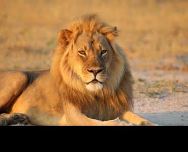 A male lion photographed in Hwange National Park, Zimbabwe. Copyright: Justin Seymour Smith