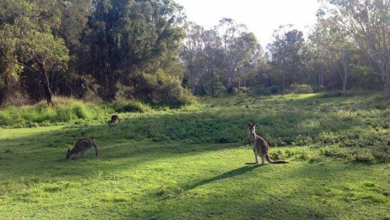 Photo of wild kangaroos on green lawn