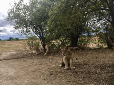 Photo of wild lions resting under trees