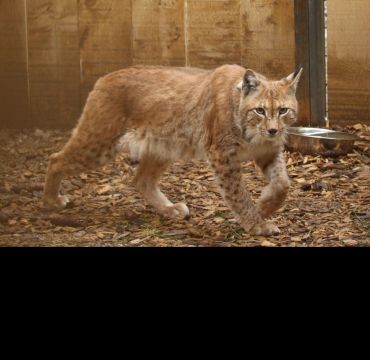 An Eurasian Lynx called GORU, who was relocated in 2019 as part of the LIFE Lynx project to save the Slovenian South East Alpine population.